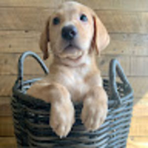 Meet your Posher, Legendary labs of georgia